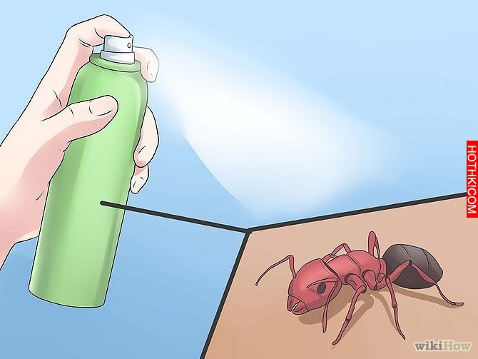 Get Rid of Ants Step 12 Version 3.jpg