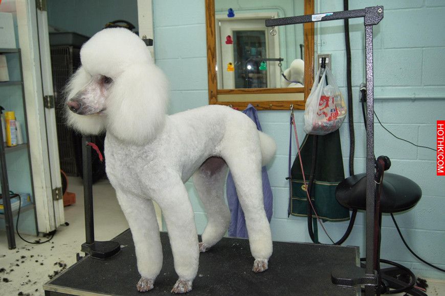 bad owners-groomer-4