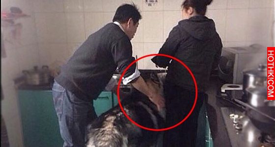 這隻哈士奇走到做飯的女主人旁邊準備偷吃,被男主人趕出去時...牠竟然崩潰了.... ... 這隻哈士奇走到做飯的女主人旁邊準備偷吃,被男主人趕出去時...牠竟然崩潰了.... ...