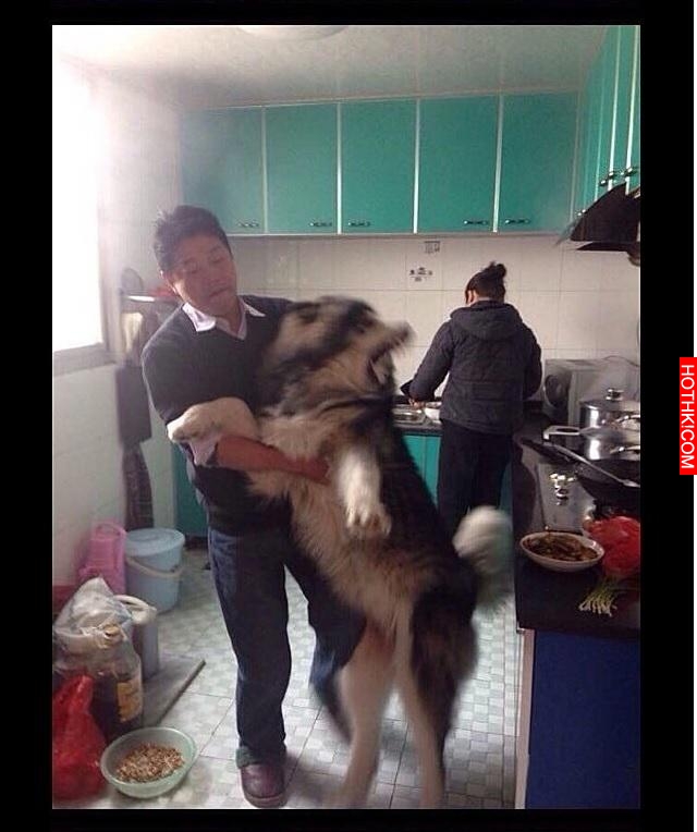 雪橇犬崩潰：放開我！我聞一聞而已！主人你何必這樣！