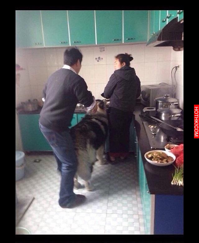 雪橇犬崩潰：放開我！我聞一聞而已！主人你何必這樣！