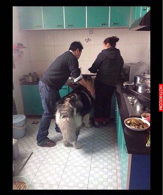 雪橇犬崩潰：放開我！我聞一聞而已！主人你何必這樣！