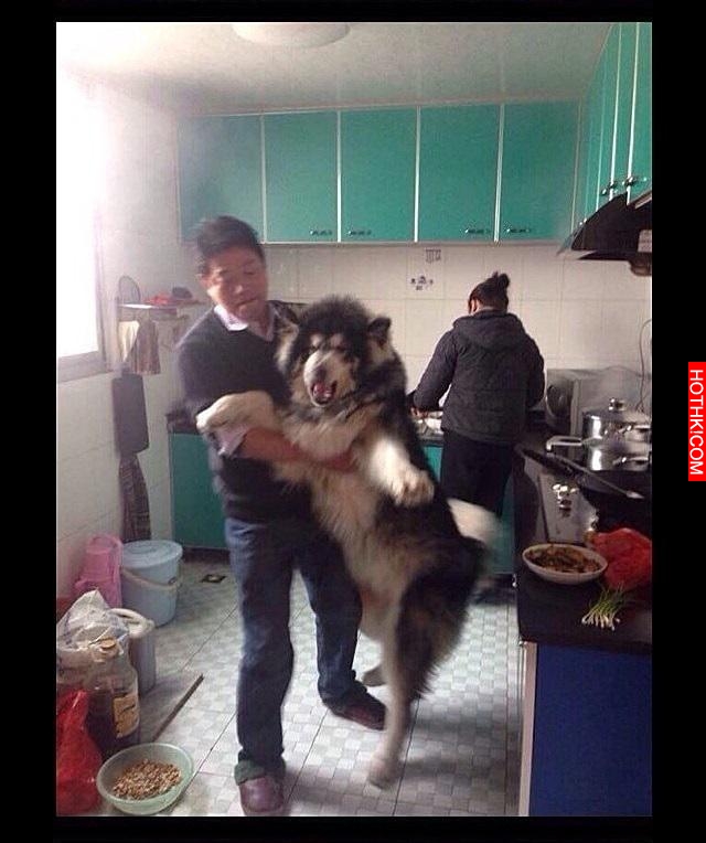 雪橇犬崩潰：放開我！我聞一聞而已！主人你何必這樣！