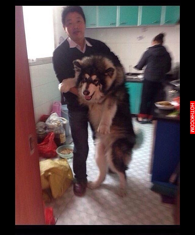 雪橇犬崩潰：放開我！我聞一聞而已！主人你何必這樣！