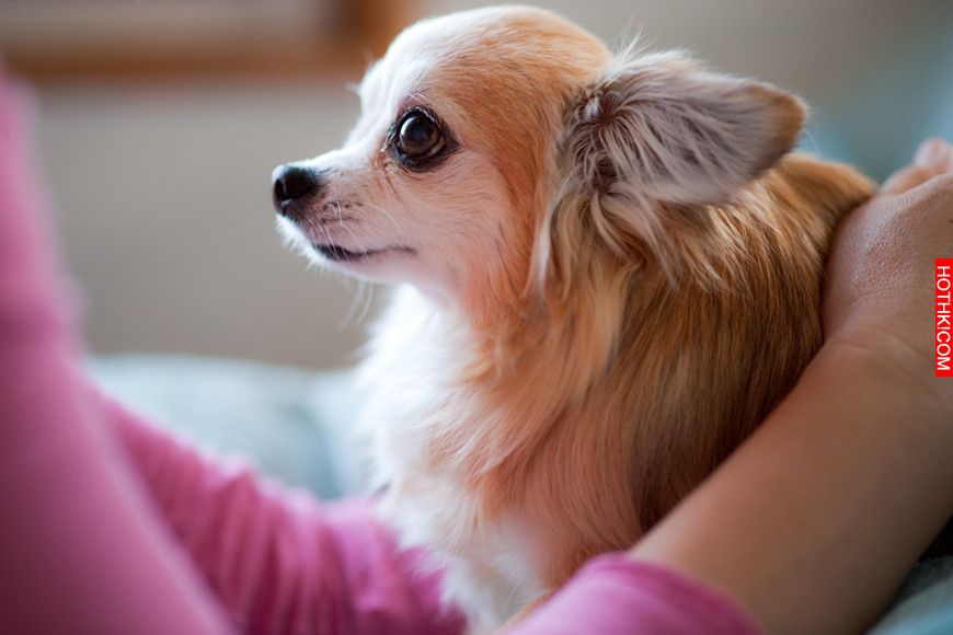 How Fast Is Your Dog Aging-2 How Fast Is Your Dog Aging-2