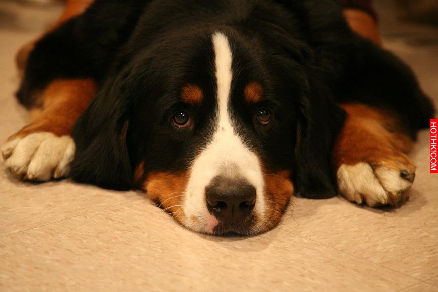 How Fast Is Your Dog Aging-1 How Fast Is Your Dog Aging-1