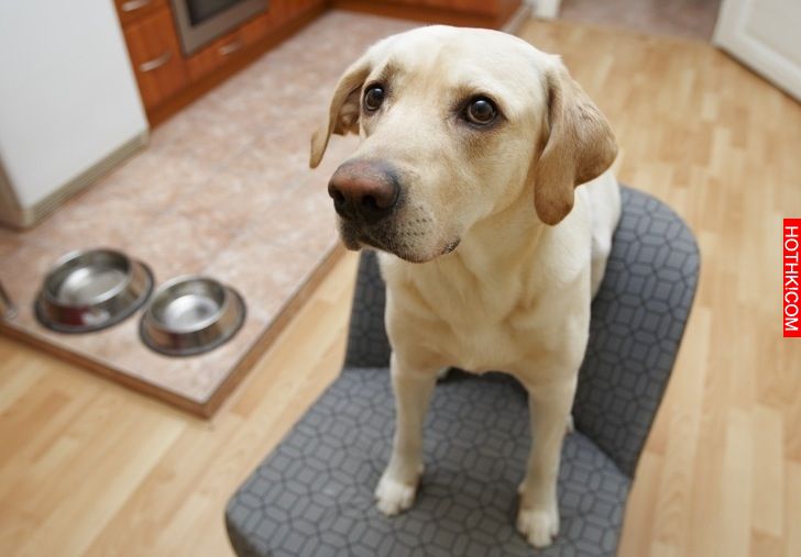 六個徵兆 你該換狗飼料｜寵物迷