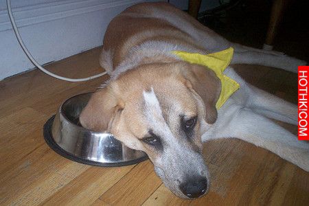 6 Signs it&rsquo;s Time to Change Your Dog&rsquo;s Food-2