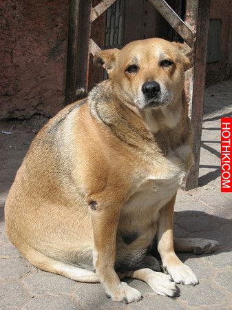 6 Signs it&rsquo;s Time to Change Your Dog&rsquo;s Food-3