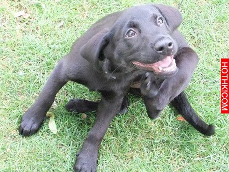 6 Signs it&rsquo;s Time to Change Your Dog&rsquo;s Food-4