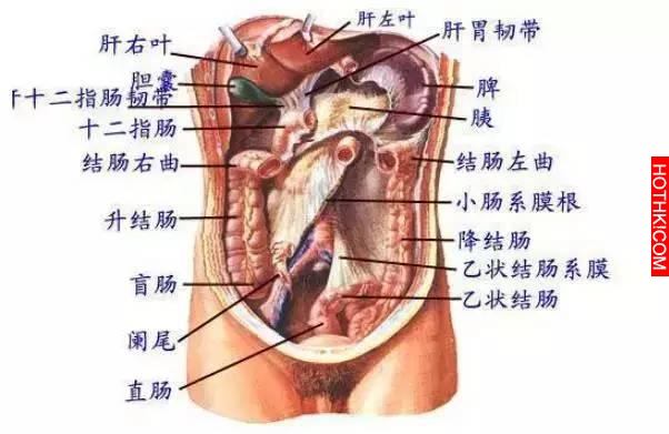萬萬沒想到 拍肚子 原來好處可以這麼多