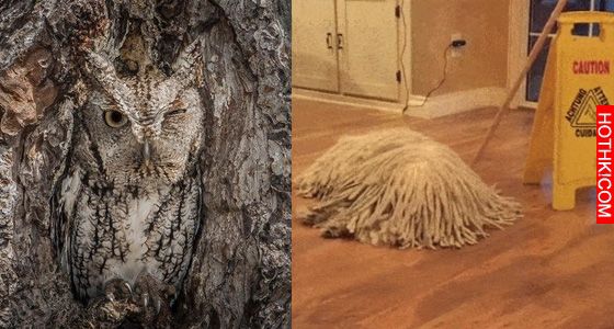 17隻史上最會隱身的動物,看看你能找出幾隻! 17隻史上最會隱身的動物,看看你能找出幾隻!