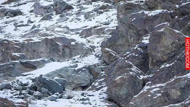 17只史上最會隱身的動物，看看你能找出幾隻！