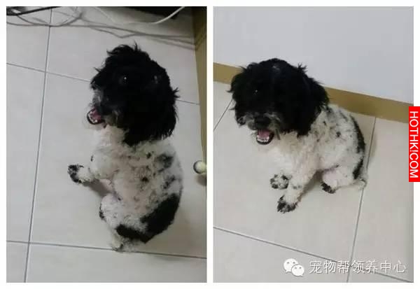 女友撿回流浪狗卻被男友嫌臭，想不到回家後卻發現令人心暖的場景