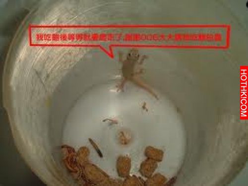 我老家鄰居教我的「愛心除壁虎」妙招！試過兩個晚上，我家壁虎真的不見了！過程不殺生 ...