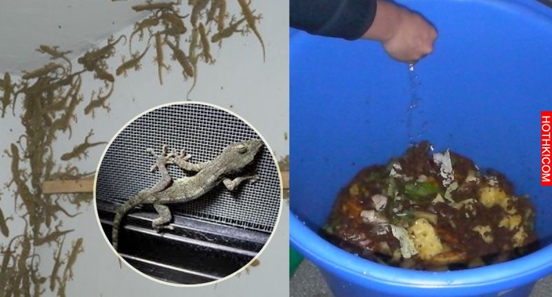 我老家鄰居教我的「愛心除壁虎」妙招！試過兩個晚上，我家壁虎真的不見了！過程不殺生 ...