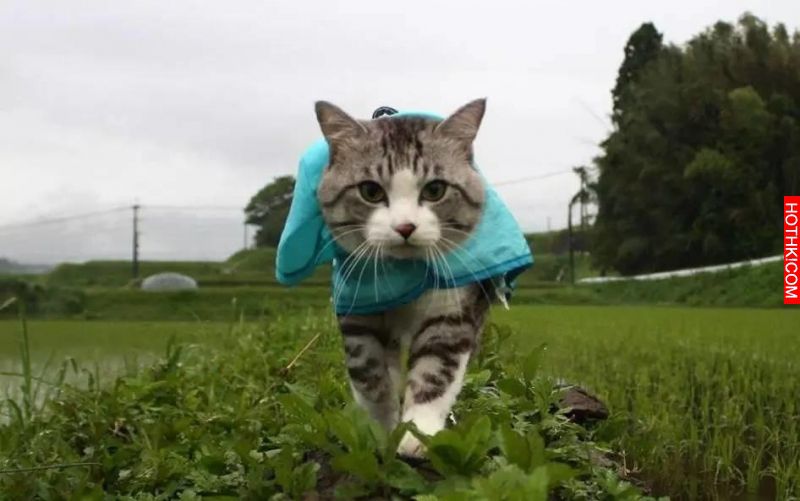 外表是小貓，內心是老虎的霸氣喵星人來了，瘋迷日本網路，那英姿太帥氣了啊~~~ ...