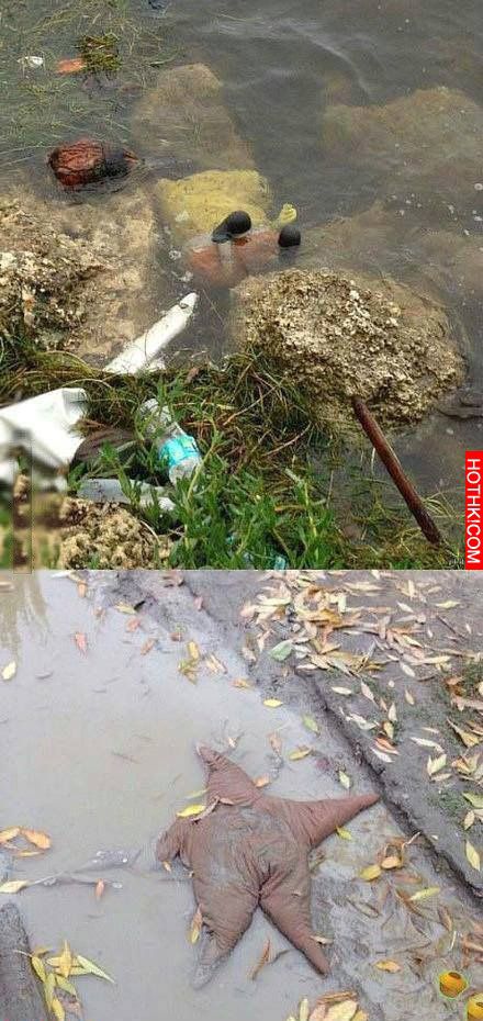 當紅知名藝人雙雙殉情，死況凄涼，慘不忍睹！！