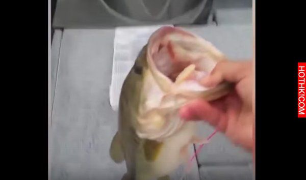 超厲害! 小女孩拿著「玩具釣竿」學爸爸釣魚，沒想到竟釣到...?! 網友看了全驚呆！ ...