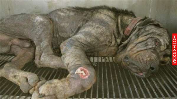 狠心的主人把忠犬丟在台灣街頭等死，但被英國人撿到後的牠卻創造了奇蹟！ ...