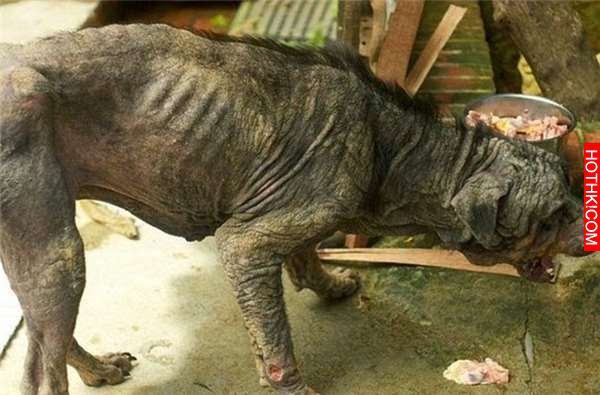 狠心的主人把忠犬丟在台灣街頭等死，但被英國人撿到後的牠卻創造了奇蹟！ ...