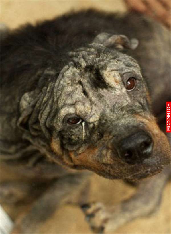狠心的主人把忠犬丟在台灣街頭等死，但被英國人撿到後的牠卻創造了奇蹟！ ...