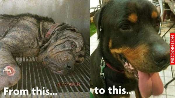 狠心的主人把忠犬丟在台灣街頭等死，但被英國人撿到後的牠卻創造了奇蹟！ ...