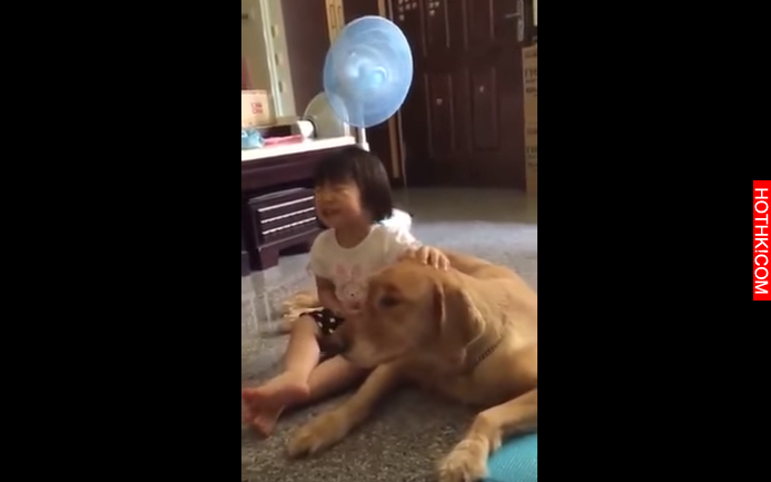 這隻「黃金獵犬」偷吃地瓜被罵翻，2歲小主人求情！這一幕，讓所有人看完都笑翻了啊... ...