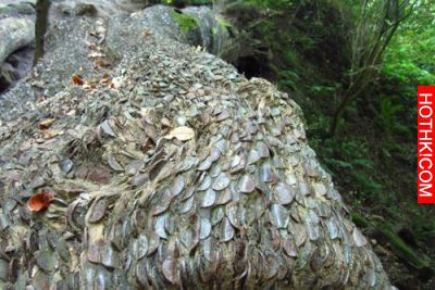 嚇！世界真有「搖錢樹」原來錢竟是這樣「長」出來的 ！網友看了全驚呆！ ...