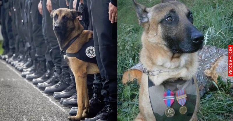 如果不是因為這名警犬「迪索」做了這種事的話，幾十個法國警察可能今早就已經被炸死了 ...
