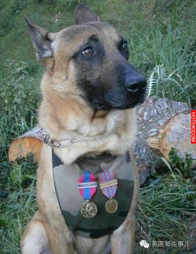 如果不是因為這名警犬「迪索」做了這種事的話，幾十個法國警察可能今早就已經被炸死了 ...
