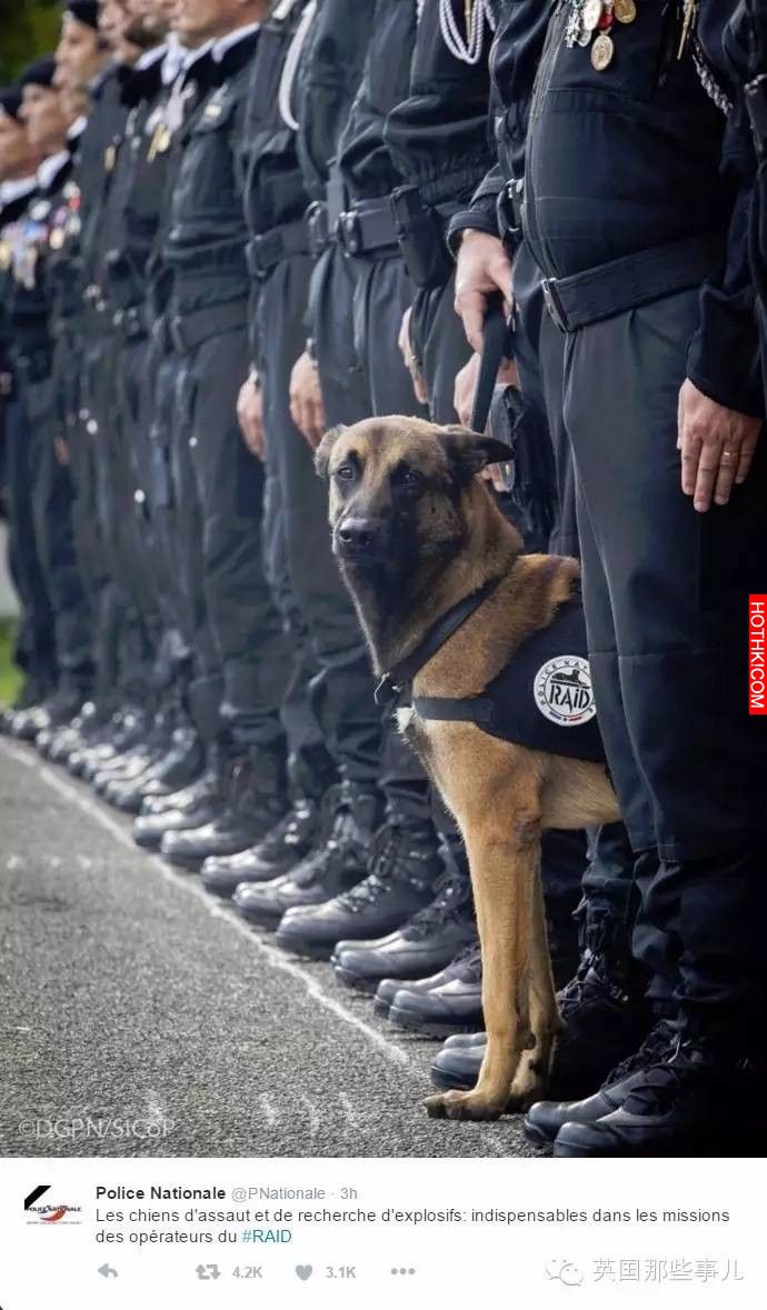 如果不是因為這名警犬「迪索」做了這種事的話，幾十個法國警察可能今早就已經被炸死了 ...