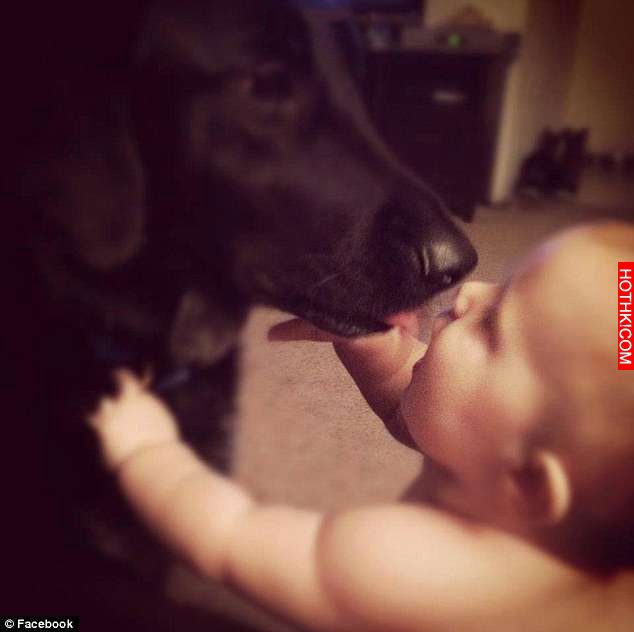 主人發現愛犬對保母變得異常兇狠後，將手機藏沙發錄音…錄到的聲音聽了會發抖！ ...