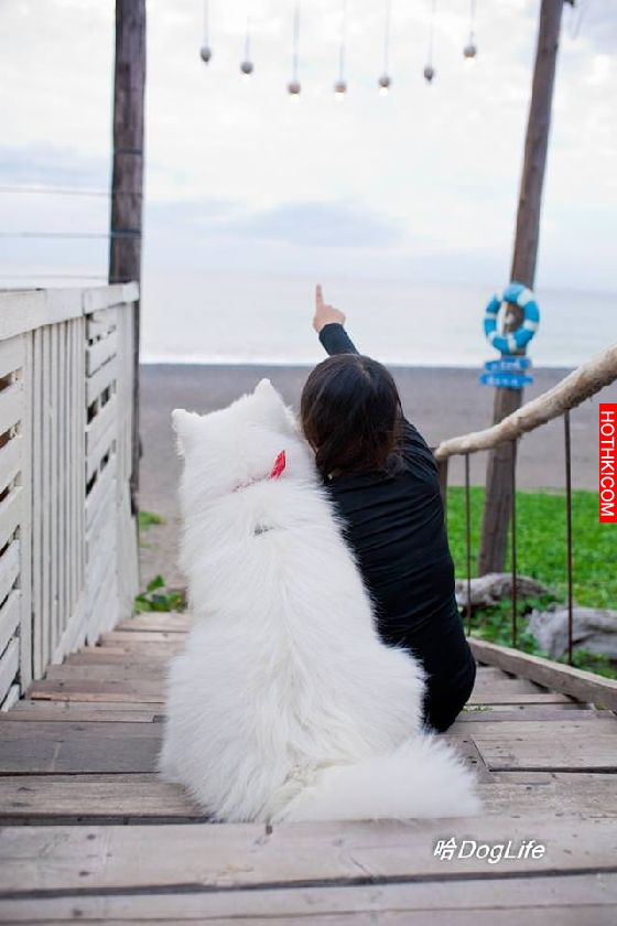 妞專訪：一回家就被毛絨絨的幸福包圍！療癒滿點的哈Dog大家族來啦│妞新聞 ...