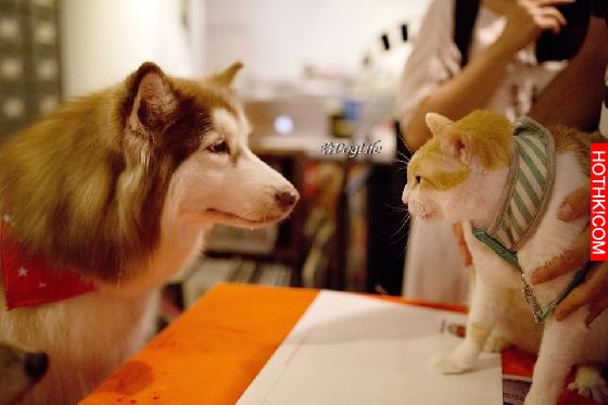 妞專訪：一回家就被毛絨絨的幸福包圍！療癒滿點的哈Dog大家族來啦│妞新聞 ...