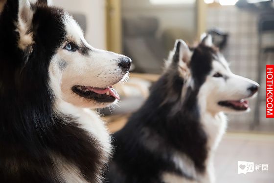 妞專訪：一回家就被毛絨絨的幸福包圍！療癒滿點的哈Dog大家族來啦│妞新聞 ...