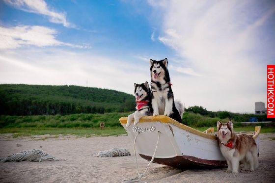 妞專訪：一回家就被毛絨絨的幸福包圍！療癒滿點的哈Dog大家族來啦│妞新聞 ...