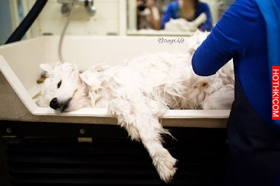 妞專訪：一回家就被毛絨絨的幸福包圍！療癒滿點的哈Dog大家族來啦│妞新聞 ...