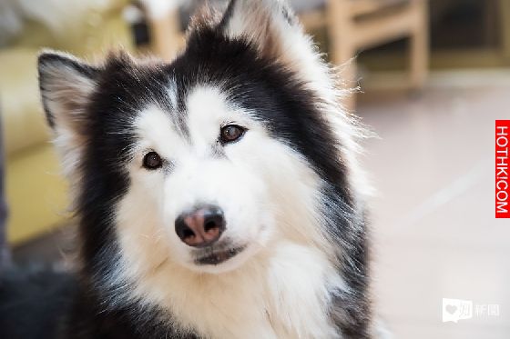 妞專訪：一回家就被毛絨絨的幸福包圍！療癒滿點的哈Dog大家族來啦│妞新聞 ...