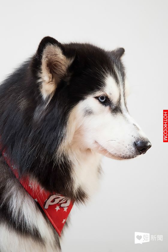 妞專訪：一回家就被毛絨絨的幸福包圍！療癒滿點的哈Dog大家族來啦│妞新聞 ...
