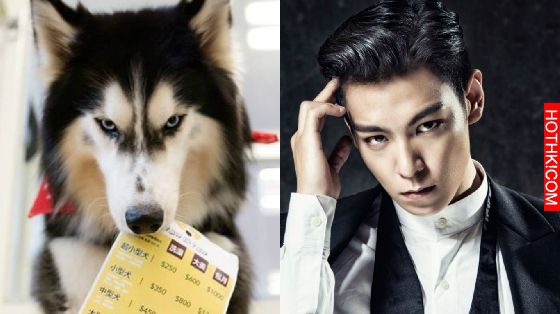妞專訪：一回家就被毛絨絨的幸福包圍！療癒滿點的哈Dog大家族來啦│妞新聞 ...