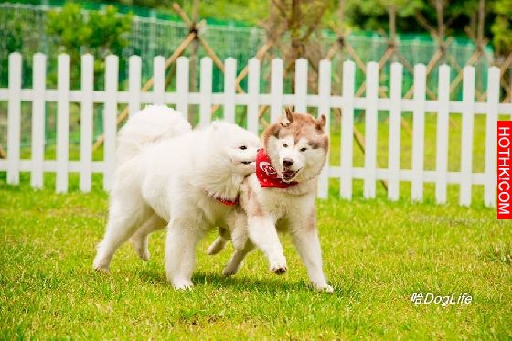 妞專訪：一回家就被毛絨絨的幸福包圍！療癒滿點的哈Dog大家族來啦│妞新聞 ...