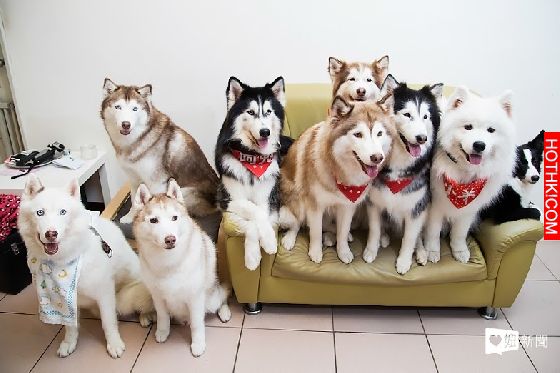 妞專訪：一回家就被毛絨絨的幸福包圍！療癒滿點的哈Dog大家族來啦│妞新聞 ...