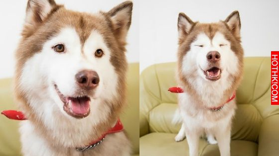 妞專訪：一回家就被毛絨絨的幸福包圍！療癒滿點的哈Dog大家族來啦│妞新聞 ...