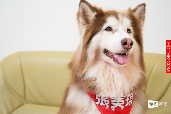 妞專訪：一回家就被毛絨絨的幸福包圍！療癒滿點的哈Dog大家族來啦│妞新聞 ...