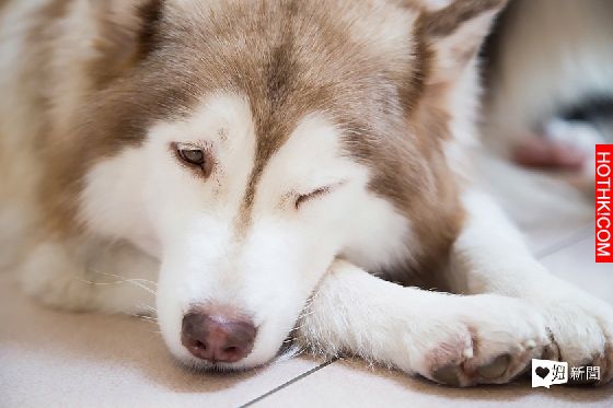 妞專訪：一回家就被毛絨絨的幸福包圍！療癒滿點的哈Dog大家族來啦│妞新聞 ...