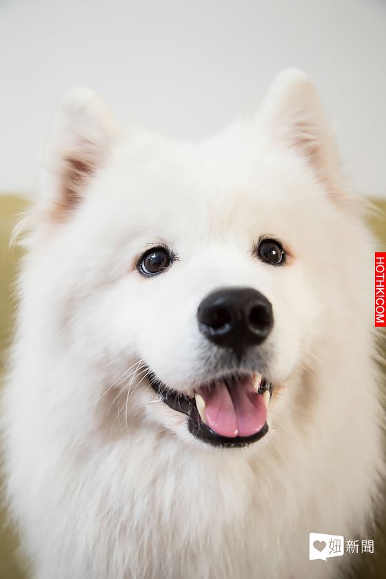 妞專訪：一回家就被毛絨絨的幸福包圍！療癒滿點的哈Dog大家族來啦│妞新聞 ...