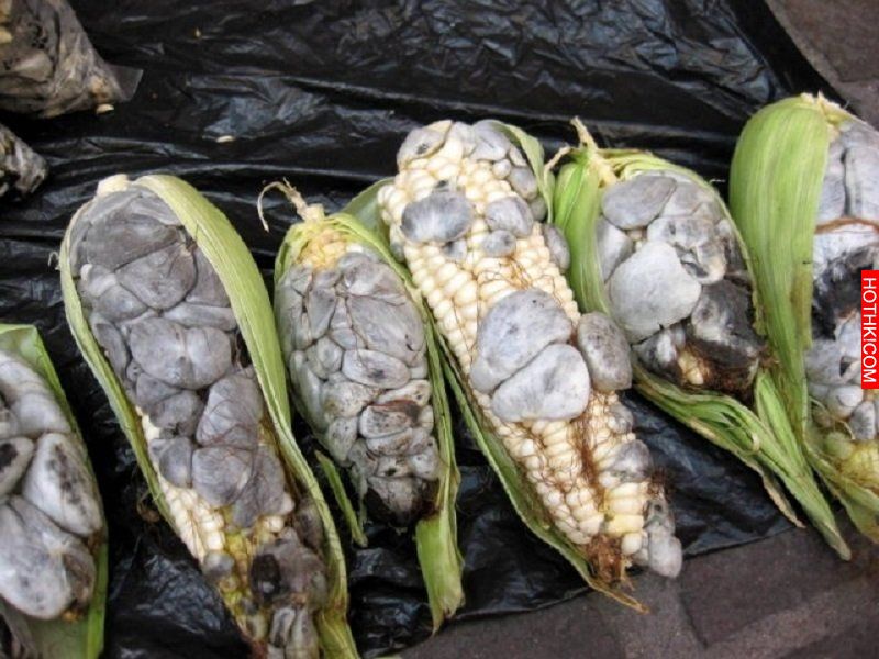全球10種最重口味的美食，原諒我即使閉上眼也完全無法吃一口阿...... ...
