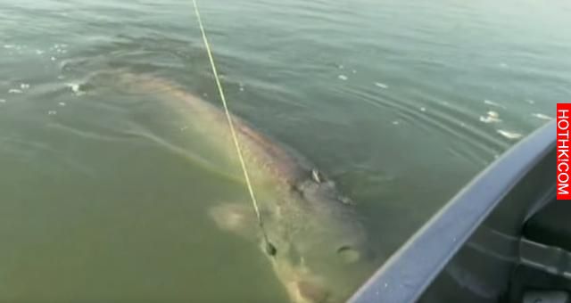 男子在河中釣魚竟然釣上來「食人怪」，太可怕了！當地的人說食人怪沒跳出水面吃掉他真 ...