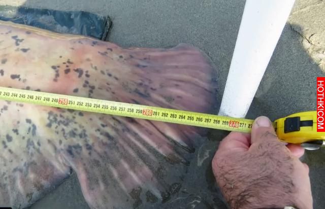 男子在河中釣魚竟然釣上來「食人怪」，太可怕了！當地的人說食人怪沒跳出水面吃掉他真 ...